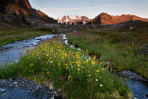 Wild flowers along a stream bed, Ferry Basin, Mount Olympus, Bailey Traverse, Olympic National Park, Washington, USA. August 2014.