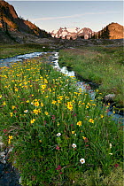 Wild flowers along a stream bed, Ferry Basin, Mount Olympus, Bailey Traverse, Olympic National Park, Washington, USA. August.