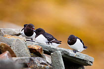 Little Auk (Alle alle) group of three with two interacting, Svalbard. Norway. June.