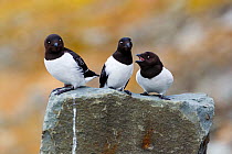 Little Auk (Alle alle) group of three with one calling. Svalbard. Norway. June.