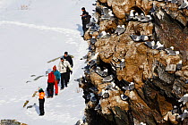 Birdwatchers visiting Hornoya bird cliff. Kittiwake (Rissa tridactyla) in foreground. Hornoya, Finnmark, Norway. March.