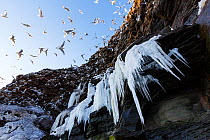 Kittiwake (Rissa tridactyla) colony viewed from below with icicles, Ekkeroy bird cliff. Finnmark, Norway. March