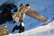 Gyrfalcon (Falco rusticolus) flying with guillemot prey. Hornoya bird cliff. Finnmark, Norway. March