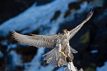 Gyrfalcon (Falco rusticolus) in flight with guillemot prey. Hornoya birdcliff. Finnmark, Norway. March