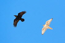 Gyrfalcon (Falco rusticolus) and Raven (Corvus corax) in flight, Hornoya bird cliff, Finnmark, Norway. March