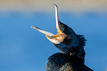 Great cormorant (Phalacrocorax carbo) yawning. Tromso, Norwa, March.