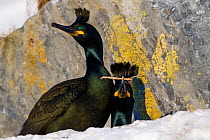 European shags (Phalacrocorax aristotelis) in courtship display. Hornoya bird cliff, Finnmark, Norway. March.