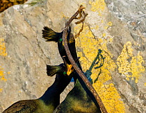 European shags (Phalacrocorax aristotelis) in courtship display. Hornoya bird cliff, Finnmark, Norway. March.