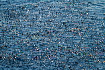 Common guillemot (Uria aalge) large flock of birds gathering on the water near the Hornoya bird cliff, Finnmark, Norway. March.