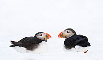 Atlantic puffin (Fratercula arctica) two calling aggresively in snow, Hornya birdcliff, Finnmark, Norway.