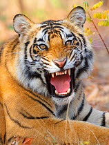 Bengal tiger  (Panthera tigris) baring teeth, Bandhavgarh, India.