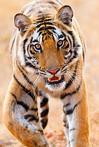 Bengal tiger (Panthera tigris tigris) portrait, Bandhavgarh, India.