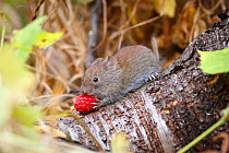 Northern red-backed vole (Myodes rutilus) with raspberry, Troms, Norway. September.