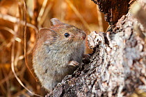 Northern red-backed vole (Myodes rutilus) portrait, Troms, Norway. September.