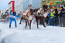 Nordic Reindeer racing championship, Tromso, Norway. February 2014.