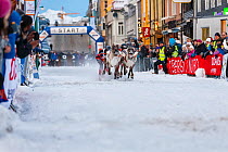 Nordic Reindeer racing championship, Tromso, Norway. February 2014.