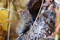 Northern red-backed vole (Myodes rutilus) portrait, Troms, Norway.