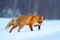 Red fox (Vulpes vulpes) walking through snow, Lapland, Finland, March.