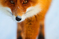 Red fox (Vulpes vulpes) close up portrait, Lapland, Finland. March.