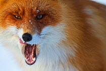 Red fox (Vulpes vulpes) yawning, close up portrait, Lapland, Finland. March.