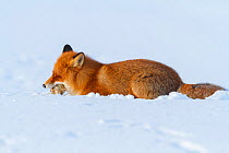 Red fox (Vulpes vulpes) feeding on frozen lemmings buried in deep snow. Lapland, Finland. March.