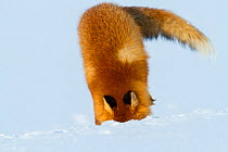Red fox (Vulpes vulpes) searching for lemmings buried in deep snow. Lapland, Finland, March.