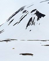 Polar bear (Ursus maritimus) in arctic landscape. Spitsbergen, Svalbard, Norway. June