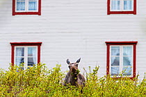 European elk / Moose (Alces alces) feeding close to a house. Troms, Northern Norway. May