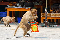 Crab-eating macaque (Macaca fascicularis) with packet of crisps, Hua Hin, Thailand.