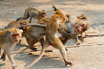 Crab-eating macaque (Macaca fascicularis) group fighting, Hua Hin, Thailand.