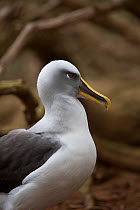 Bullers albatross (Thalassarche bulleri) portrait, Snares Island, New Zealand.