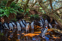 Snares island crested penguin (Eudyptes robustus) group in forest, Snares Island, New Zealand.