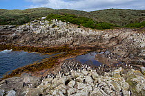Snares island crested penguin (Eudyptes robustus) colony on the shore,  Snares Island, New Zealand.