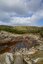 Snare's island crested penguin (Eudyptes robustus) colony on  the shore, Snares Island, New Zealand.