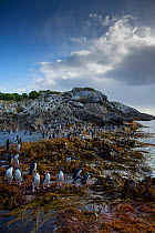 Snare's island crested penguin (Eudyptes robustus) Snares Island, New Zealand.