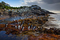 Snares island crested penguin (Eudyptes robustus) colony, Snares Island, New Zealand.