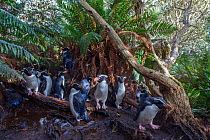 Snares island crested penguins (Eudyptes robustus) in forest, Snares Island, New Zealand.