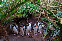 Snares island crested penguins (Eudyptes robustus) colony in forest. Snares Island, New Zealand.
