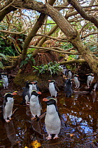 Snares island crested penguin (Eudyptes robustus) colony in forest, Snares Island, New Zealand.