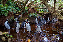 Snares island crested penguin (Eudyptes robustus) colony in forest, Snares Island, New Zealand.