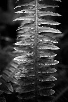 Black and white image of fern (Blechnum durum) Snares Island, New Zealand.
