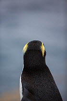 Snares island crested penguin (Eudyptes robustus) rear view, Snares Island, New Zealand.
