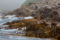 Snares island crested penguin (Eudyptes robustus) colony on the coast, Snares Island, New Zealand.