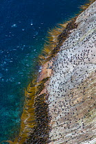 Snare's island crested penguin (Eudyptes robustus) colony on the coast, high angle view, Snares Island, New Zealand.