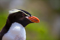 Snare's island crested penguin (Eudyptes robustus) close up portrait, Snares Island, New Zealand.