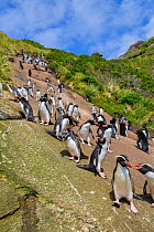 Snare's island crested penguin (Eudyptes robustus) colony on the coast of Snare's Island, New Zealand.