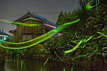 Japanese firefly (Luciola cruciata) light trails at night above stream in rural Japan. June.