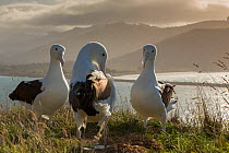 Northern royal albatross (Diomedea sanfordi), early pairing behaviour,  Taiaroa Head, Otago Peninsula, New Zealand. Endangered.