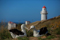 Northern royal albatross (Diomedea sanfordi) adult pair with lighthouse, Taiaroa Head, Otago Peninsula, New Zealand. Endangered.