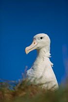 Northern royal albatross (Diomedea sanfordi), Taiaroa Head,  Otago Peninsula, New Zealand. Endangered.